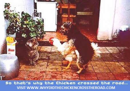 dog and chicken having sex